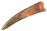 Fossil Pterosaur (Siroccopteryx) Tooth - Morocco #298539-1